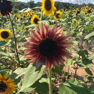 Meet your Posher, Nora